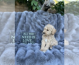 Doodle-Goldendoodle Mix Litter for sale in LA QUINTA, CA, USA