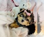 Small #12 Morkie