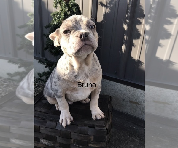 Medium Photo #2 French Bulldog Puppy For Sale in GOSHEN, IN, USA