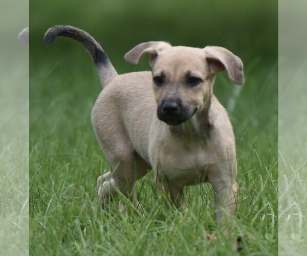 Medium Photo #9 Boxer-Unknown Mix Puppy For Sale in Mechanicsburg, PA, USA