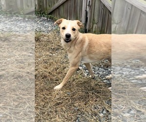 Nyla - Female Labrador Retriever-Unknown Mix Dog for Adoption - Photo #5