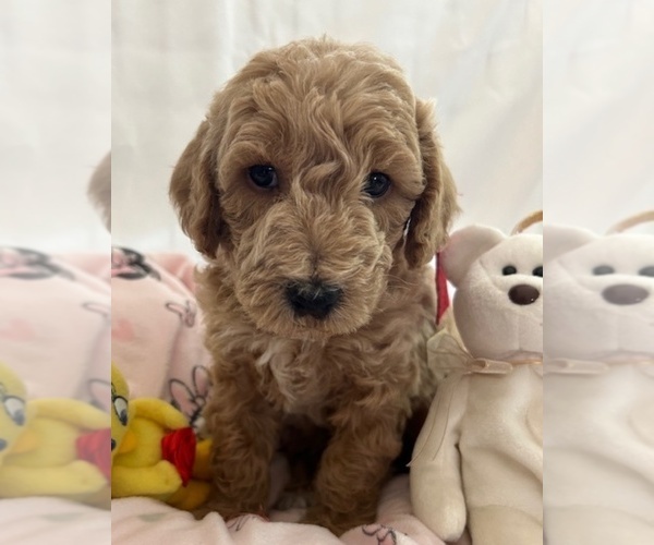 Medium Photo #5 Miniature Labradoodle Puppy For Sale in BLUFFTON, SC, USA