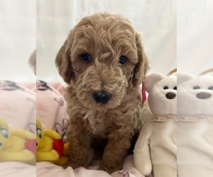 Medium Miniature Labradoodle