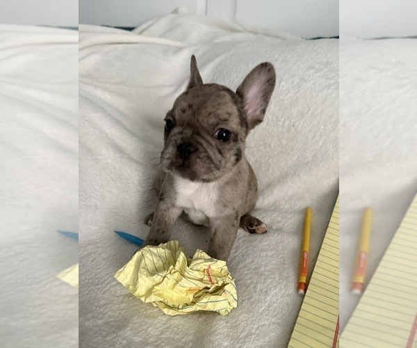 Medium Photo #3 French Bulldog Puppy For Sale in OPP, AL, USA