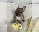 Small #2 French Bulldog