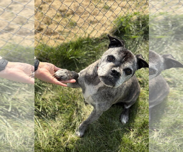 Medium Photo #3 Pug-Unknown Mix Puppy For Sale in Jefferson, WI, USA