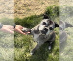 Small #2 Pug Mix