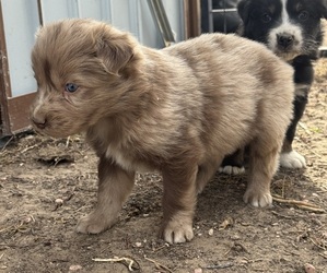 Australian Shepherd Puppy for sale in PINE BLUFFS, WY, USA