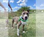 Small #32 American Pit Bull Terrier Mix