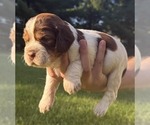 Puppy Percy English Springer Spaniel