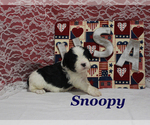 Small #9 Cavapoo