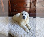 Small Photo #6 Golden Retriever Puppy For Sale in ELVERTA, CA, USA