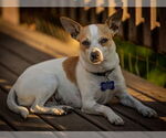 Small #1 Chihuahua Mix
