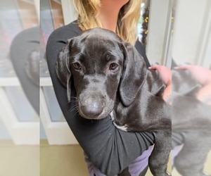 Tessie - Female Labrador Retriever Dog for Adoption - Photo #2