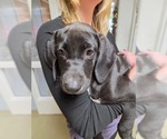Small Photo #2 Labrador Retriever Puppy For Sale in garner, NC, USA
