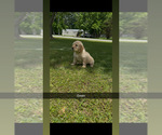 Small #9 Golden Retriever