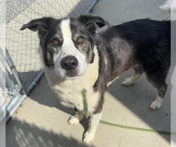 Medium Photo #2 Border Collie Puppy For Sale in Palmetto, FL, USA