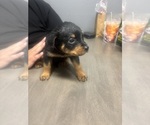 Small #9 Rottweiler