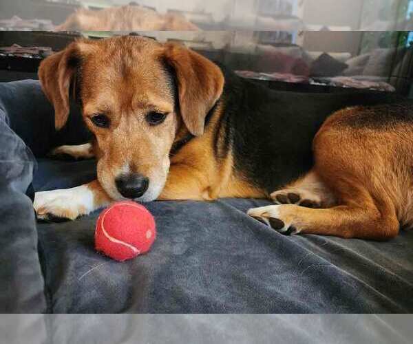 Medium Photo #5 Bagle Hound Puppy For Sale in Kennesaw, GA, USA