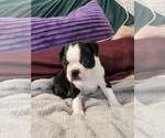 Small Boston Terrier