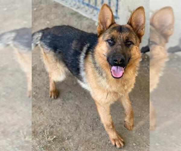 Medium Photo #2 German Shepherd Dog-Unknown Mix Puppy For Sale in Riverside, CA, USA