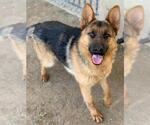 Small #1 German Shepherd Dog Mix