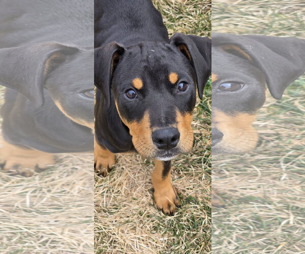 Medium Photo #3 Doberman Pinscher-Unknown Mix Puppy For Sale in Minneaoplis, MN, USA