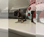 Puppy 3 French Bulldog