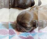 Small Photo #4 Shih Tzu Puppy For Sale in FANNING SPGS, FL, USA