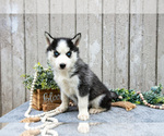 Small Photo #16 Siberian Husky Puppy For Sale in LANCASTER, PA, USA