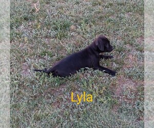 Bo-Dach Puppy for sale in TRIBUNE, KS, USA