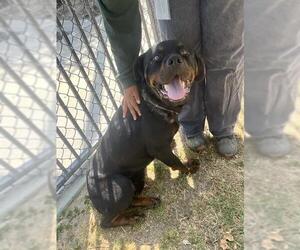 Rottweiler-Unknown Mix Dogs for adoption in Riverside, CA, USA
