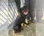 Small Rottweiler Mix