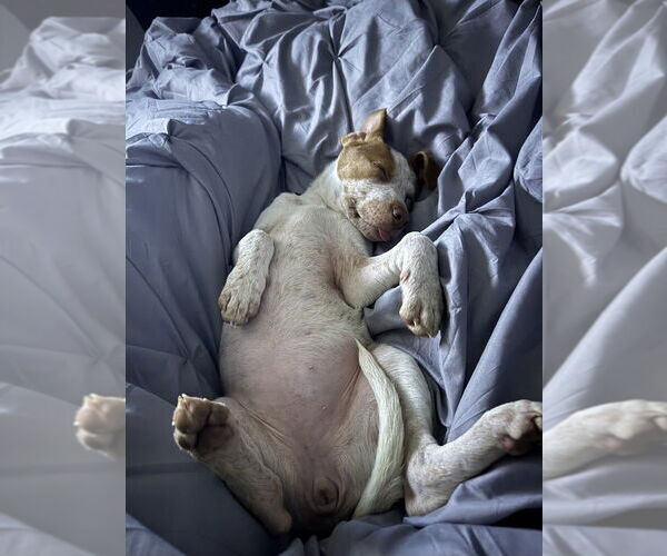 Medium Photo #2 Mutt Puppy For Sale in Elmsford, NY, USA