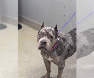 Mutt Dogs for adoption in Las Vegas, NV, USA