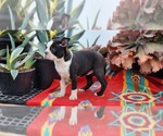 Small #3 Boston Terrier