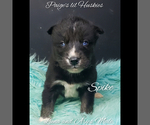 Small Photo #1 Siberian Husky Puppy For Sale in BLOOMFIELD, IN, USA