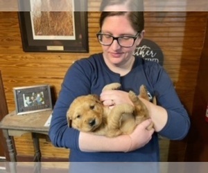 Golden Retriever Puppy for Sale in SYLVANIA, Georgia USA