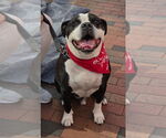 Small #19 American Bulldog-American Staffordshire Terrier Mix