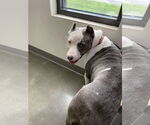 Small #4 American Pit Bull Terrier Mix