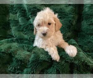 Poovanese Puppy for sale in SHILOH, OH, USA