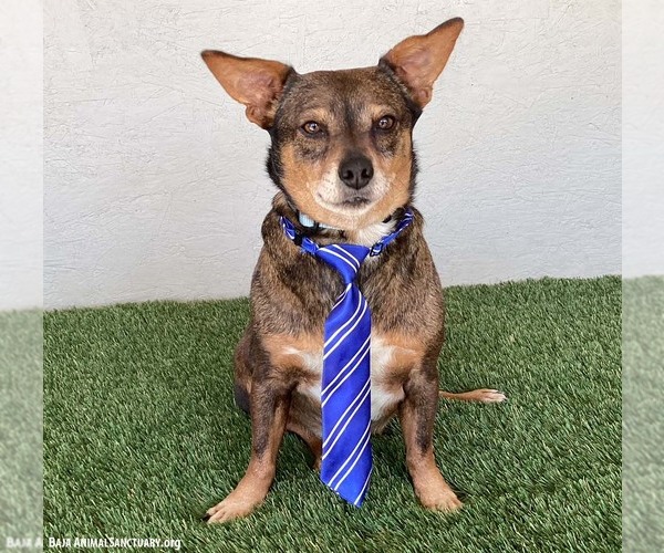 Medium Photo #4 Chihuahua-Unknown Mix Puppy For Sale in San Diego, CA, USA