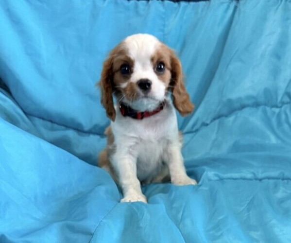 Medium Photo #3 Cavalier King Charles Spaniel Puppy For Sale in THORP, WI, USA