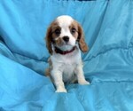 Small #2 Cavalier King Charles Spaniel