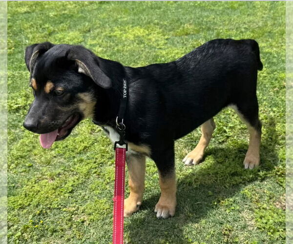 Medium Photo #4 Mutt Puppy For Sale in Lillian, TX, USA