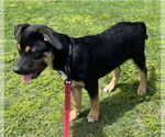 Small #3 Mutt