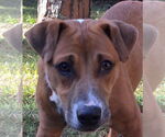 Small #1 Labrador Retriever Mix