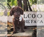 Small Photo #1 Aussiedoodle Miniature  Puppy For Sale in OROFINO, ID, USA