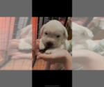 Small Photo #6 Labrador Retriever Puppy For Sale in KITTRELL, NC, USA