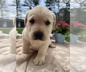 Labrador Retriever Puppy for sale in NEOLA, WV, USA